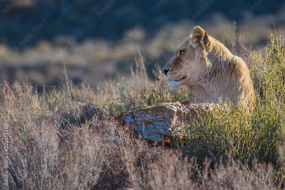 Naklejka premium Lioness - Female Lion, South Africa
