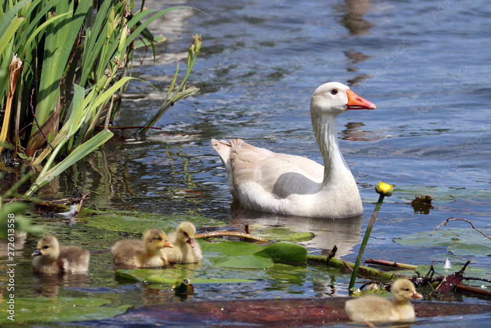 Une famille d'oie en bord de Meuse Une famille d'oie en bord de Meuse