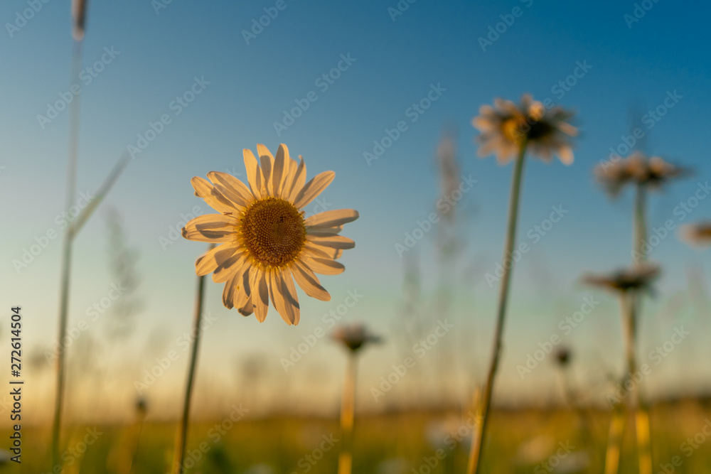 Fototapeta premium sunflower on background of blue sky