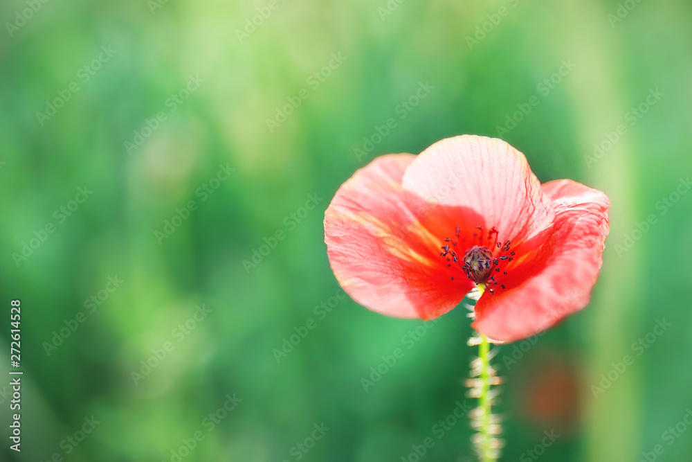Beautiful red poppy flower in green field Beautiful red poppy flower in green field