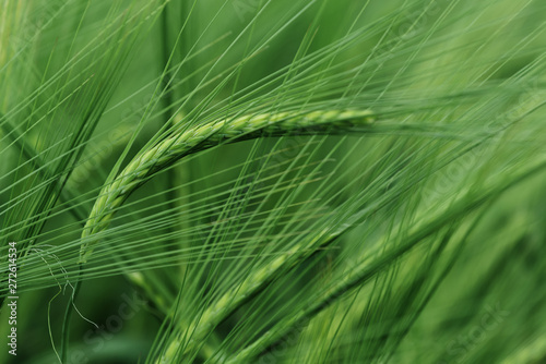 Green ears of barley