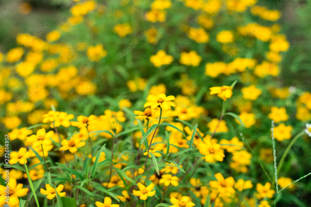 yellow spanish needle flowers yellow spanish needle flowers