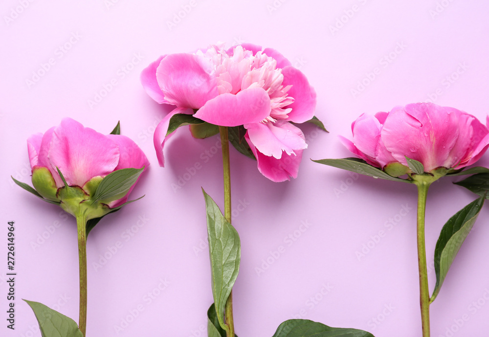 Beautiful peony flowers on color background Beautiful peony flowers on color background