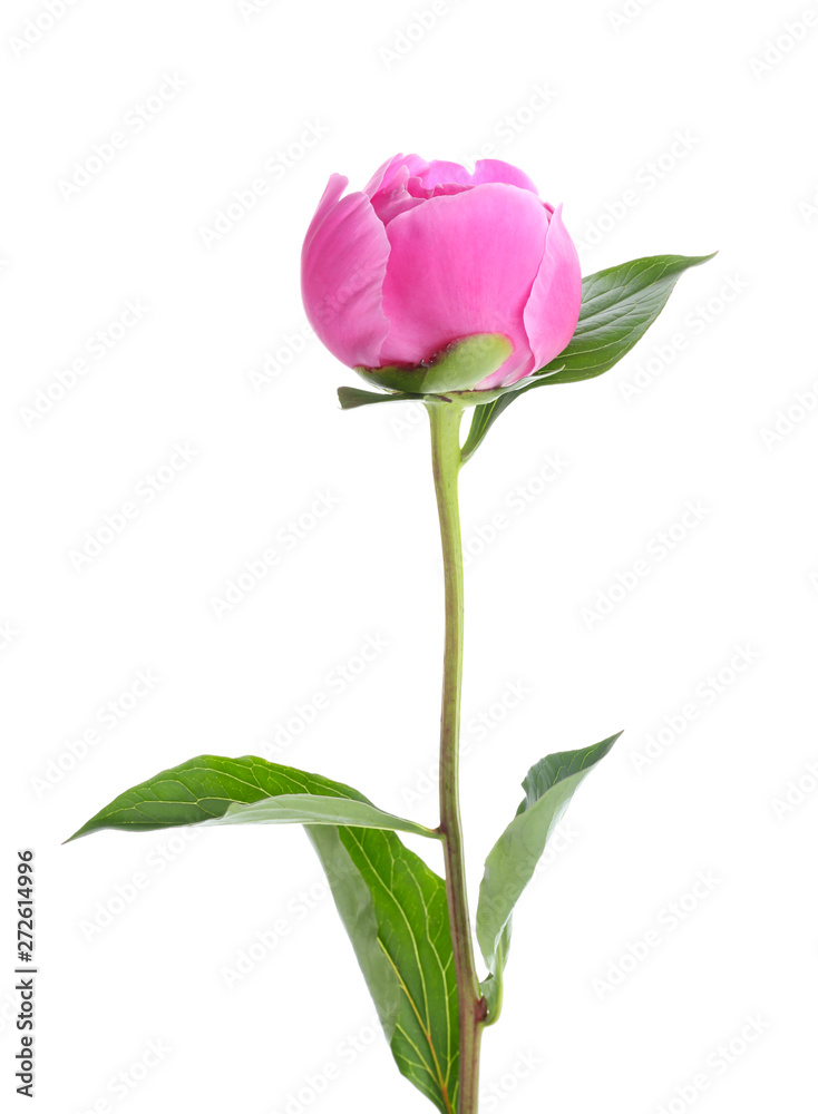 Beautiful peony flower on white background Beautiful peony flower on white background