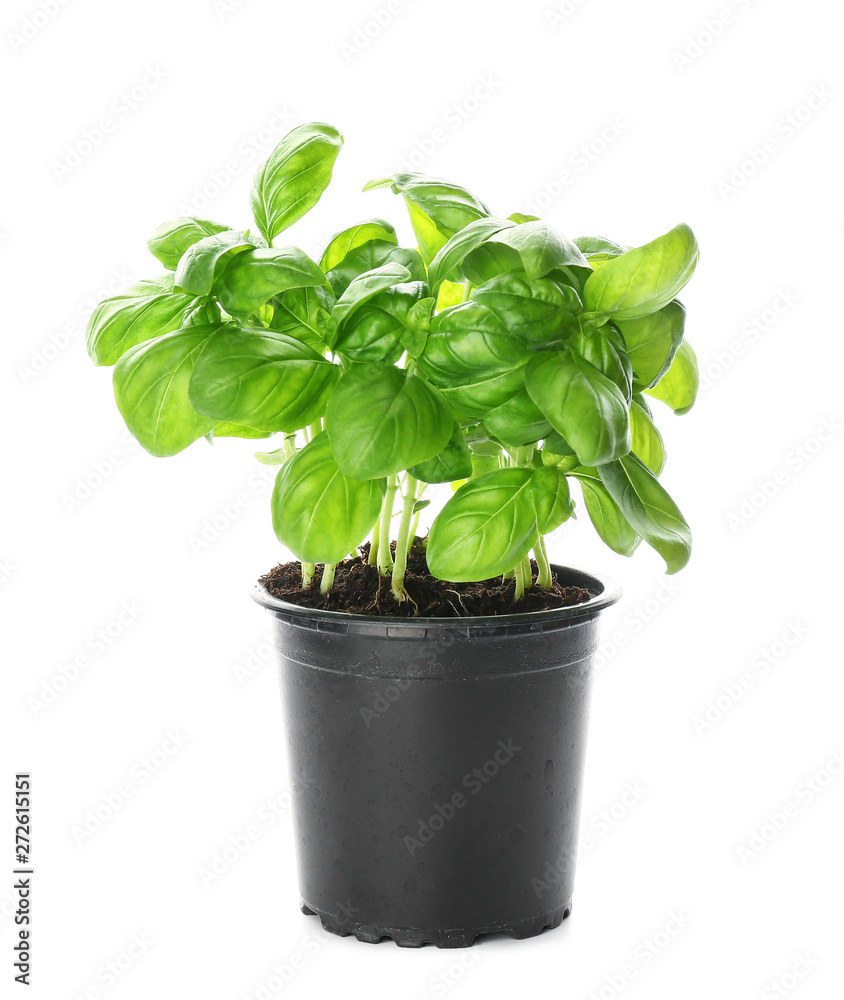 Fresh basil in pot on white background Fresh basil in pot on white background