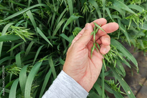 Farmer examining oat crops in field, close up of hand