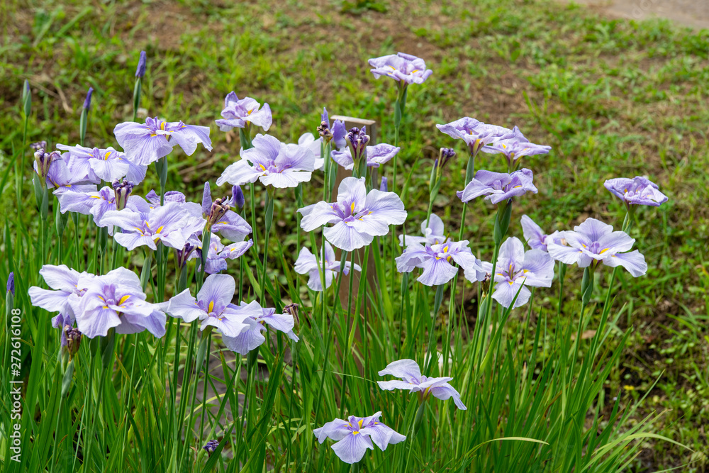 花菖蒲 花菖蒲