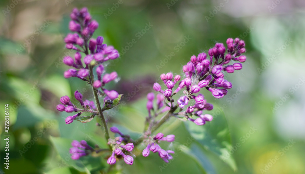 lilac1 lilac1