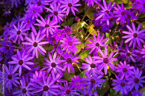 Autumn flower bed