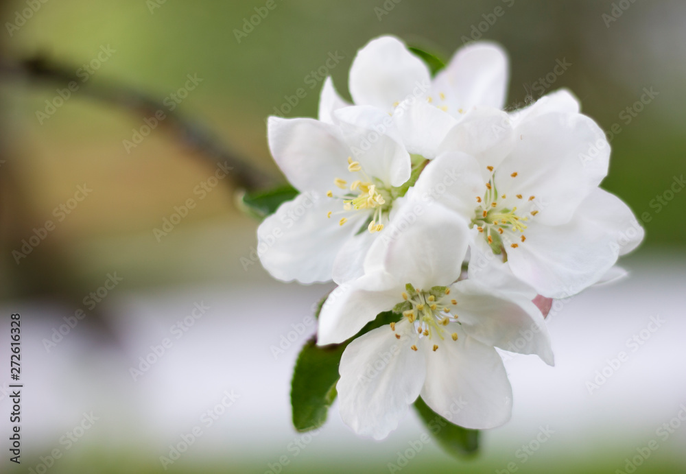 white flowers of apple tree white flowers of apple tree