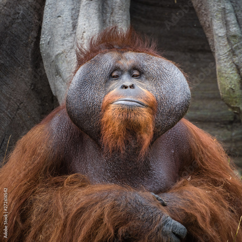 Photography Dublin Zoo, Ireland: An adult Orangutan poses for a portrait.