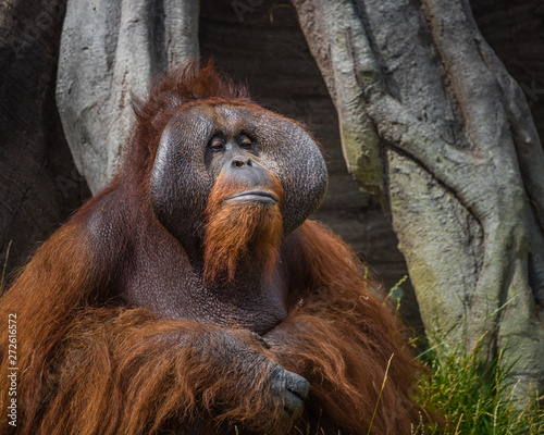 Dublin Zoo, Ireland: An adult Orangutan poses for a portrait.