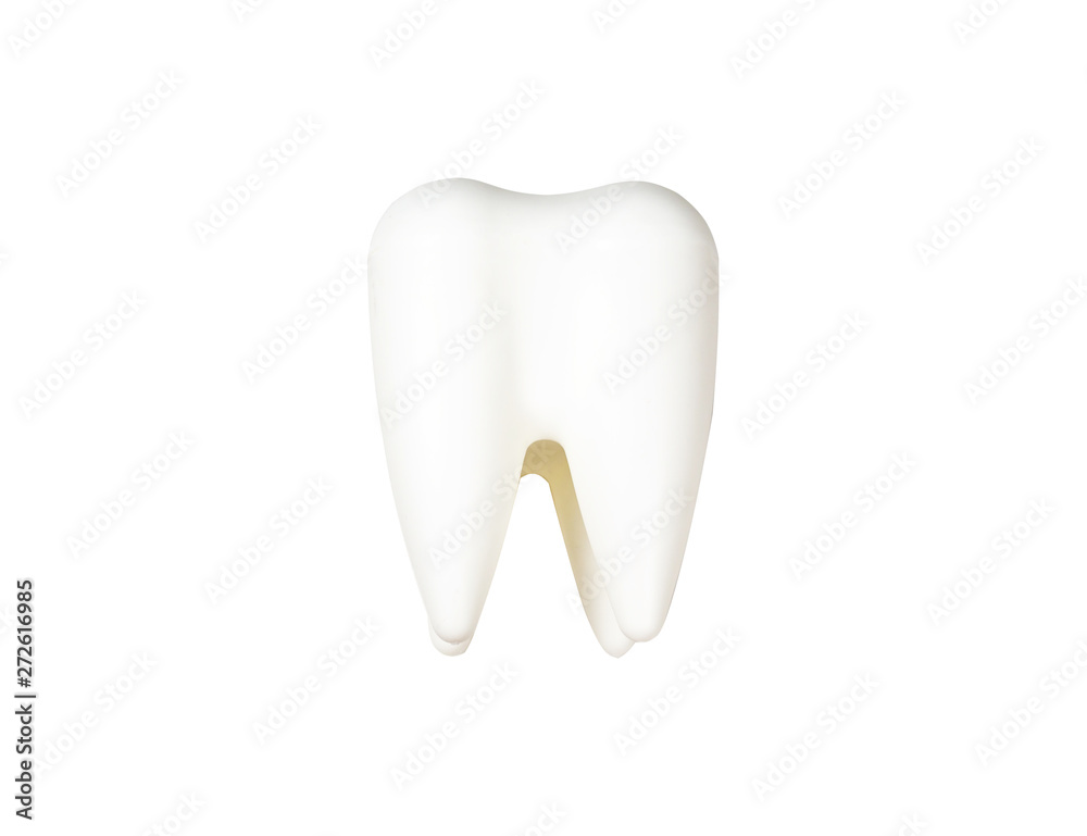 Tooth model 3D isolated on white background - with clipping path Tooth model 3D isolated on white background - with clipping path
