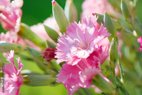 Beautiful pink flowers blooming in the garden