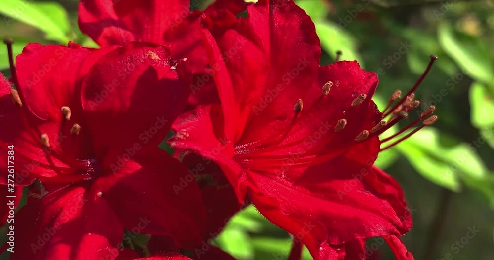 Close up view of beautiful Rhododendron flowers, 4K. Close up view of beautiful Rhododendron flowers, 4K.