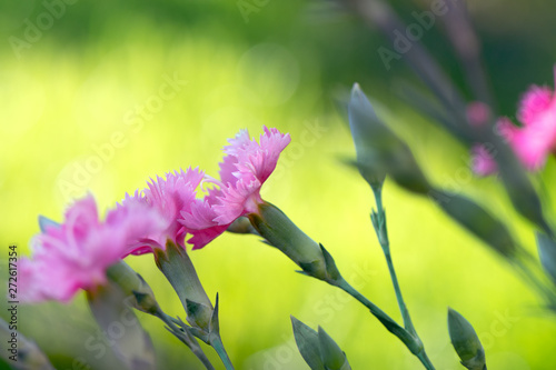 Beautiful pink flowers blooming in the garden