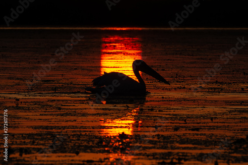 Pelican from Danube Delta at sunrise