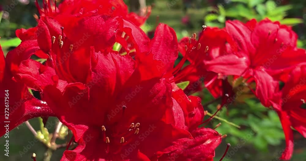 Close up view of beautiful Rhododendron flowers, 4K. Close up view of beautiful Rhododendron flowers, 4K.