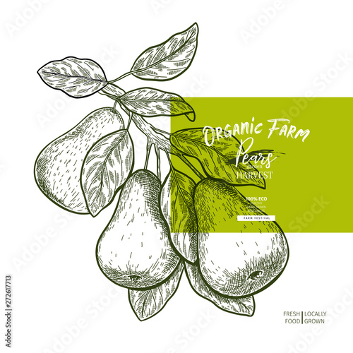Hand drawn banner of pears. Summer harvest. Vector colored vintage engraved style. Autumn garden fruits and berries. Fall holiday flyer. Thanksgiving, farm festival, food market design.