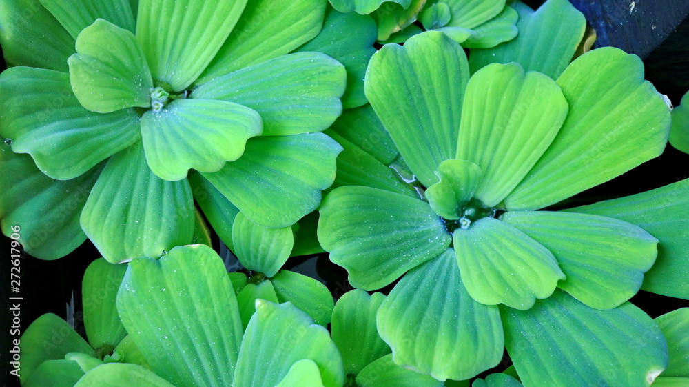 Pistia is a genus of aquatic plant in the arum family, Araceae. The single species it comprises, Pistia stratiotes, is often called water cabbage, water lettuce, Nile cabbage, or shellflower. Pistia is a genus of aquatic plant in the arum family, Araceae. The single species it comprises, Pistia stratiotes, is often called water cabbage, water lettuce, Nile cabbage, or shellflower.