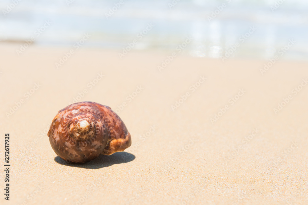 Brown sea shell on sand beach. Closeup view, can be used as summer vacation background Brown sea shell on sand beach. Closeup view, can be used as summer vacation background