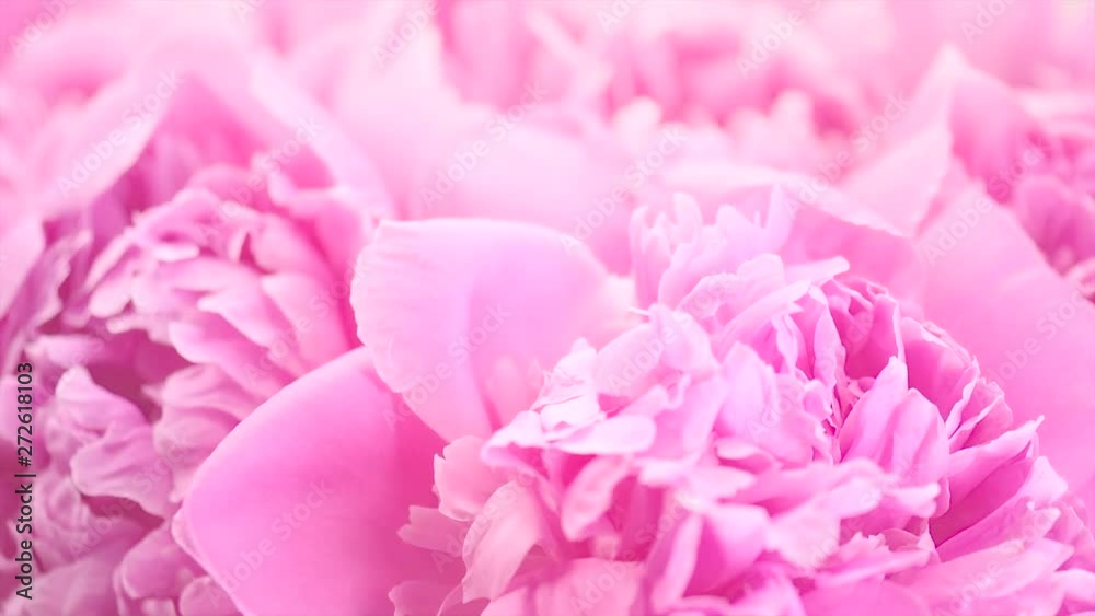 Beautiful pink peony bouquet background. Blooming peony or rose flowers rotating, close-up. 4K UHD video footage. 3840X2160 Beautiful pink peony bouquet background. Blooming peony or rose flowers rotating, close-up. 4K UHD video footage. 3840X2160