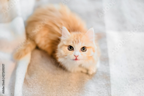 little kitten looks into the camera, kitten fluffy,red on a uniform background