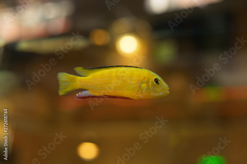 cichlids of fish photo