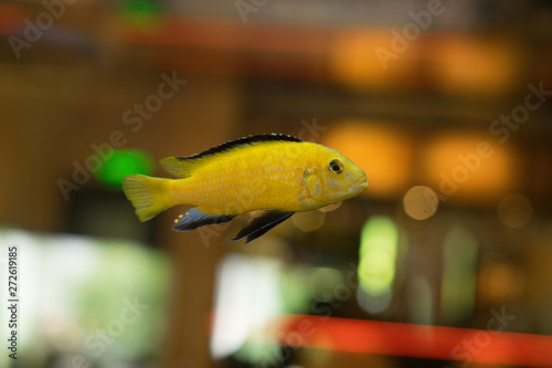 cichlids of fish photo