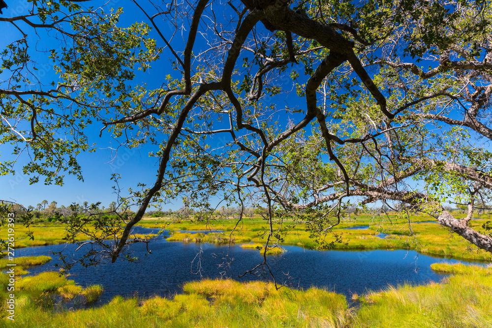 Fototapeta premium Okavango Delta, Botswana, Africa