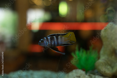 cichlids of fish photo