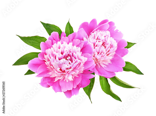 Pink peony flowers with green leaves in a floral arrangement isolated on white