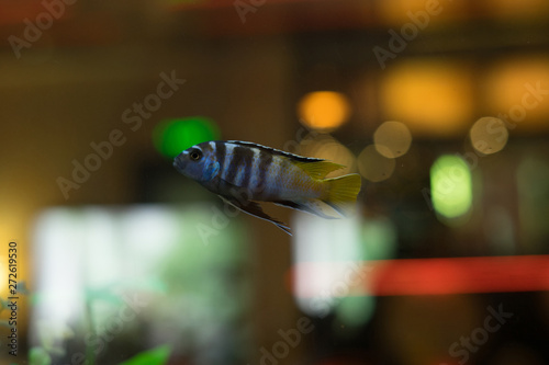 cichlids of fish photo