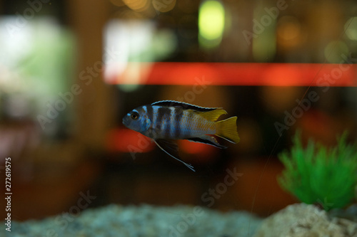 cichlids of fish photo