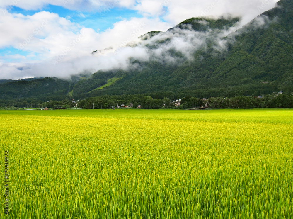 山と田んぼの風景(日本の田舎)Nostalgic mountain and rice field scenery