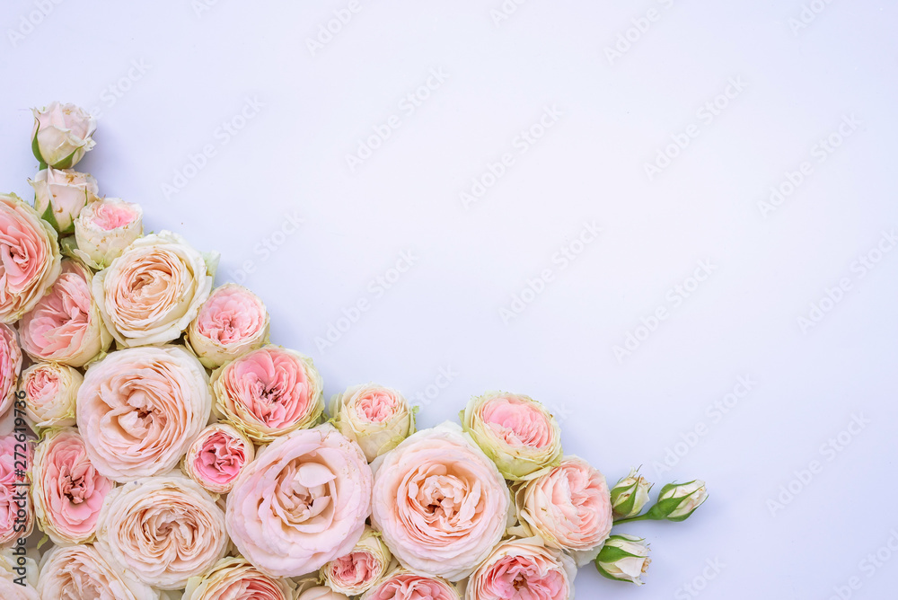 flowers on white background composition postcard english roses peony design border