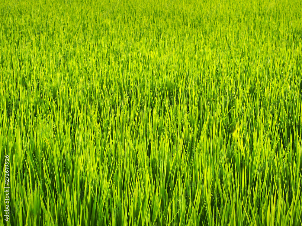 ふさふさの田んぼの稲