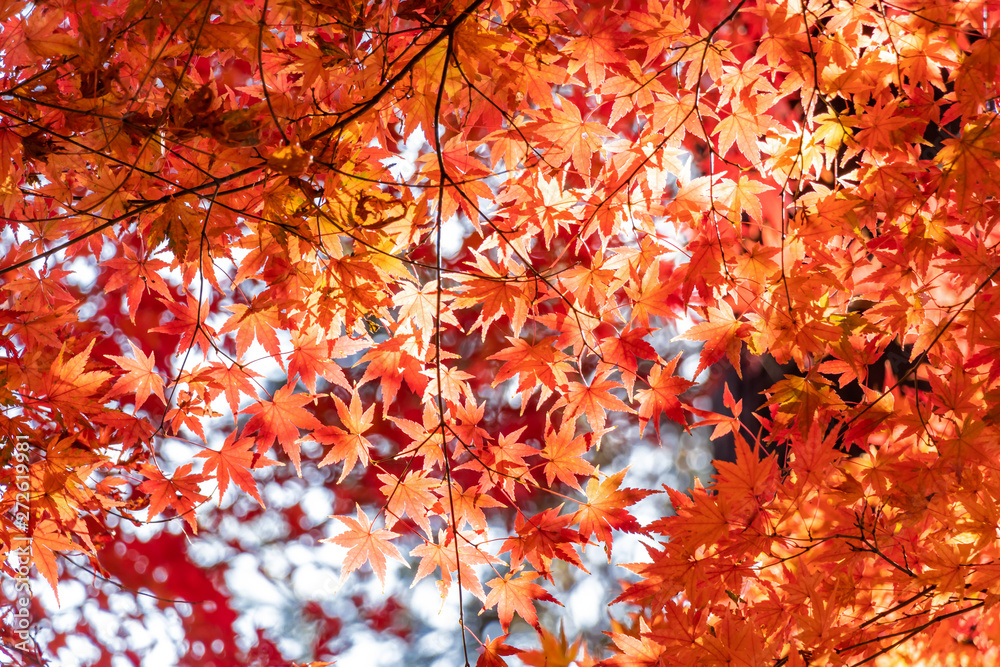 赤黄に色づいた紅葉の葉