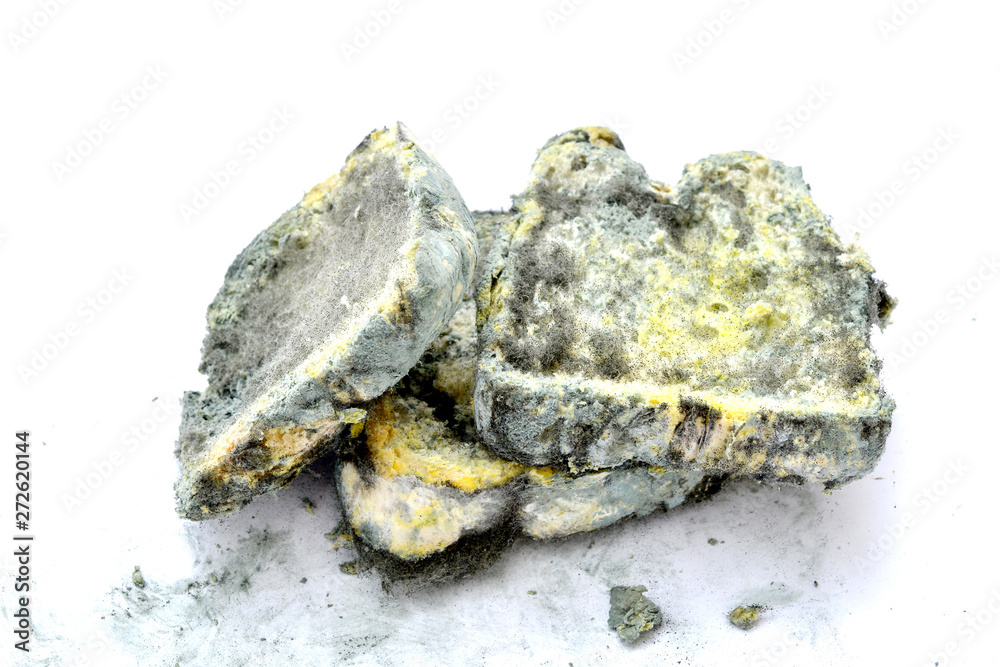 Mold growing rapidly on moldy bread on white background.Scientists modify fungus found on bread into an anti-virus chemical. image Mold growing rapidly on moldy bread on white background.Scientists modify fungus found on bread into an anti-virus chemical. image