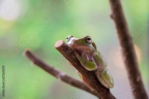 Closed up australian green tree frog sitting on branch with green leaf