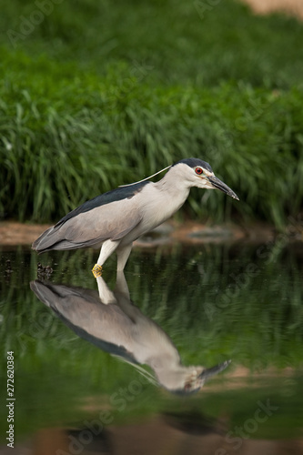 black-crowned night heron, nycticorax nycticorax, black-capped night heron, night heron