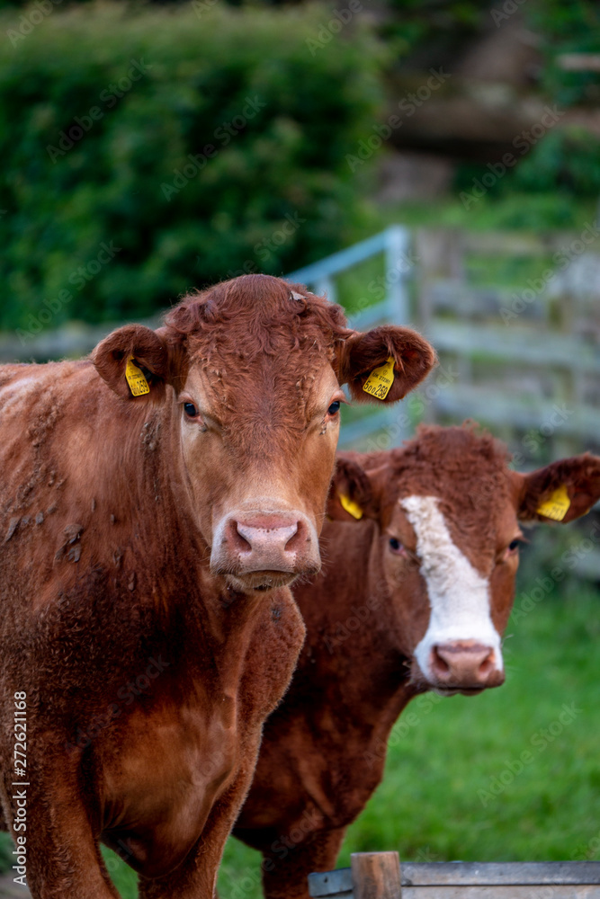 Cows, Cows in a Field, Sussex Cows Cows, Cows in a Field, Sussex Cows