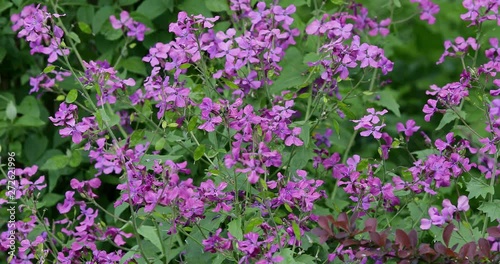 Wallpaper Mural Colorful nature background of purple flowers. Floral pattern natural backdrop 4K Torontodigital.ca
