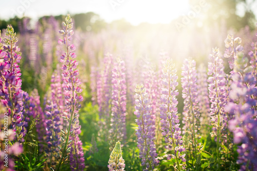 Beautiful landscape of lupin  lupine flowers in field against setting sun in summer
