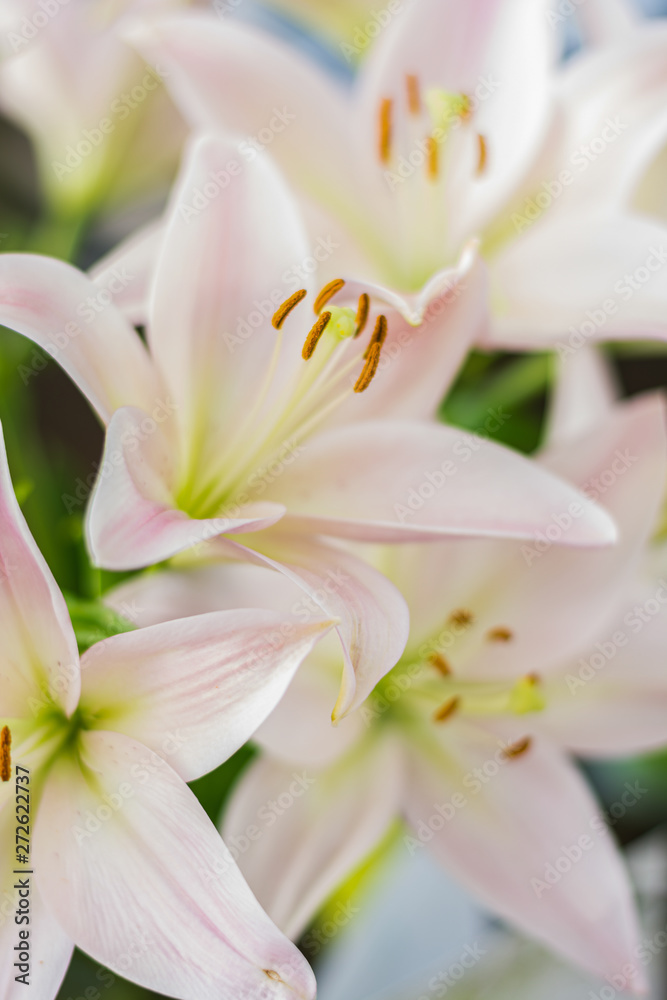 Fototapeta premium white lilies 