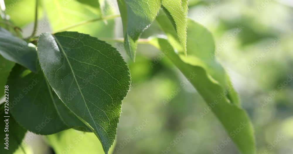 Green leaves of tree swaying in wind. Nature background closeup macro 4K Green leaves of tree swaying in wind. Nature background closeup macro 4K