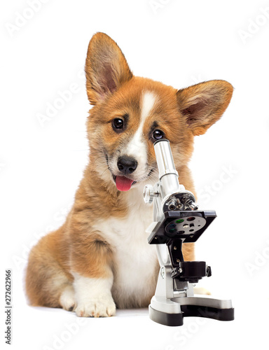 dog vet and microscope on white background
