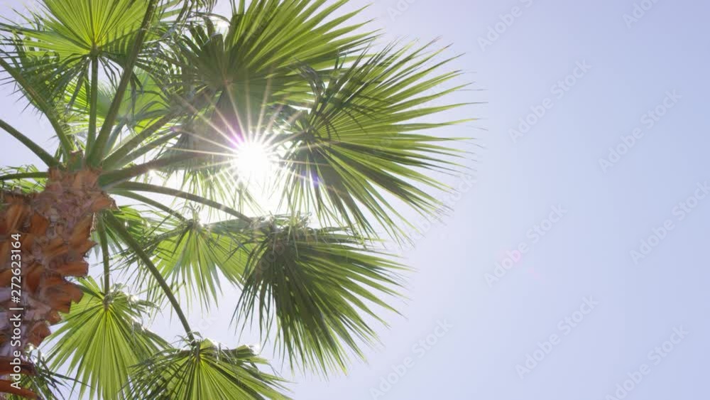 Palm trees against blue sky. Shoot on 4K RED camera. Palm trees against blue sky. Shoot on 4K RED camera.