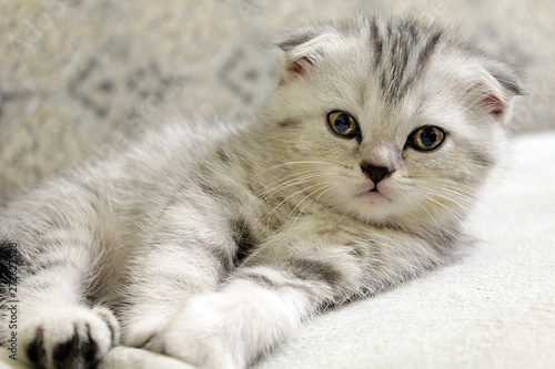 Cute scottish fold kitten © Natalya