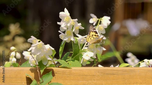 Closeup of beautiful butterfly sitting on jasmine flower in the forest